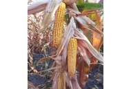 Синдикат - кукуруза, 150 000 семян, 1 п.е., Голден Сидз (Украина) фото, цена